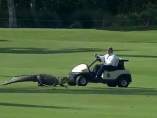 Un caimán en un campo de golf en Louisiana Un caimán en un campo de golf en Louisiana