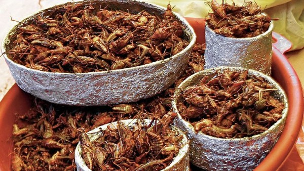 Chapulines cometibles Chapulines cometibles