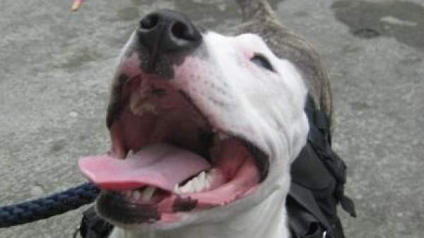Perro pitbull Perro pitbull