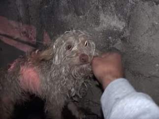 Bitty, perro rescatado