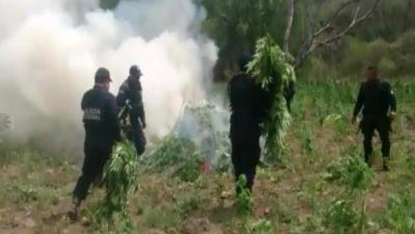 Quema de marihuana en Nayarit Quema de marihuana en Nayarit