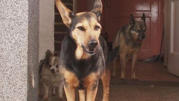 Perros Perros