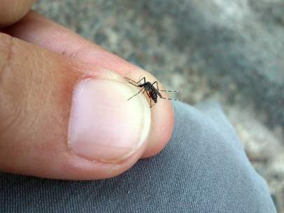 Mosquito tigre