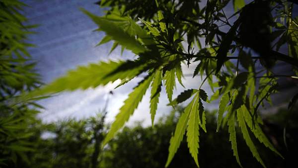 Marihuana Marihuana