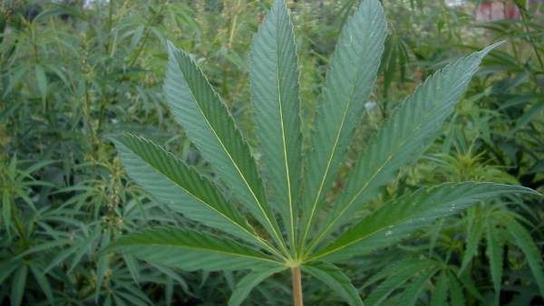 Marihuana Marihuana